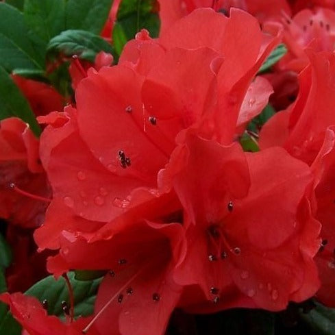 Autumn Sunset Encore Azalea