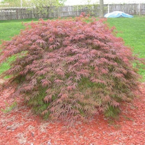 Orangeola Japanese Maple