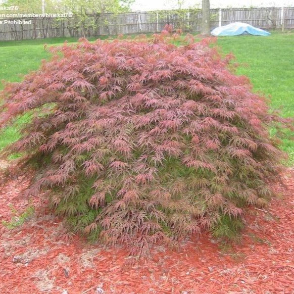 Orangeola Japanese Maple PlantingTree orangeola-japanese-maple-plantingtree