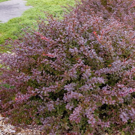 Crimson Pygmy Barberry