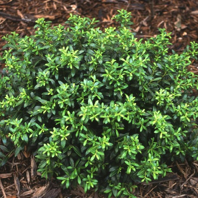 Soft Touch Holly  Soft Touch Compact Holly - 3 Gallon - PlantingTree