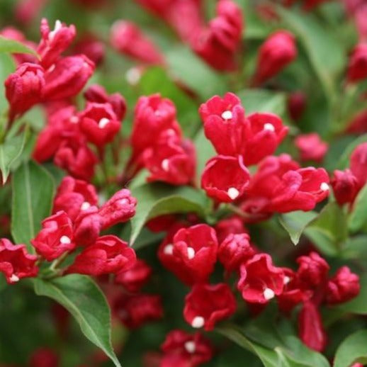 Sonic Bloom Red Weigela
