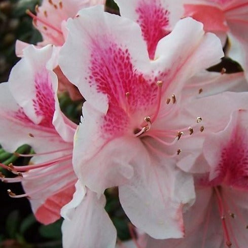 Autumn Chiffon Encore Azalea
