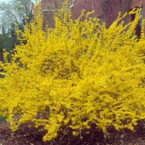 Lynwood Gold Forsythia