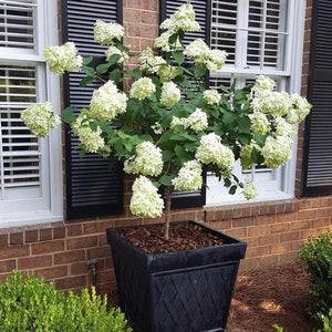 Image of Limelight Hydrangea Tree in a Pot