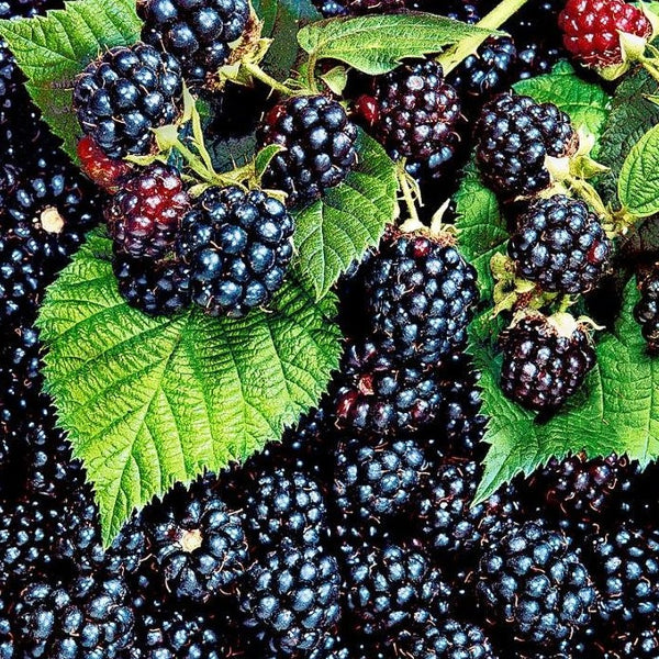 blackberry potting mix Thornless Blackberry