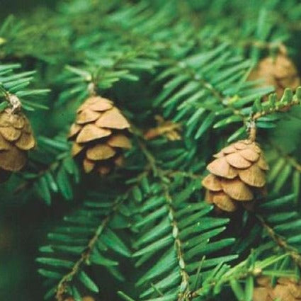 Canadian Hemlock
