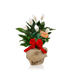 Peace Lily Plant Gift
