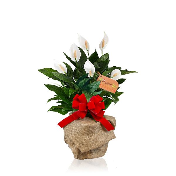 Peace Lily Plant Gift | Holiday Gift Tree - PlantingTree