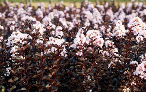 Black Diamond Crape Myrtle Blush
