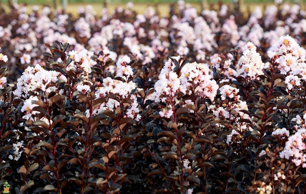 Black Diamond Crape Myrtle Blush
