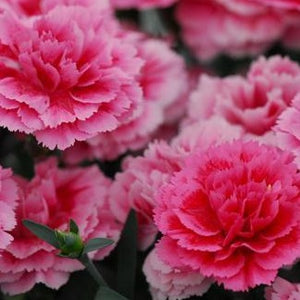 Super Trouper Silver Pink Dianthus