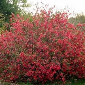 Red Flowering Quince
