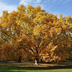 American Sycamore Tree