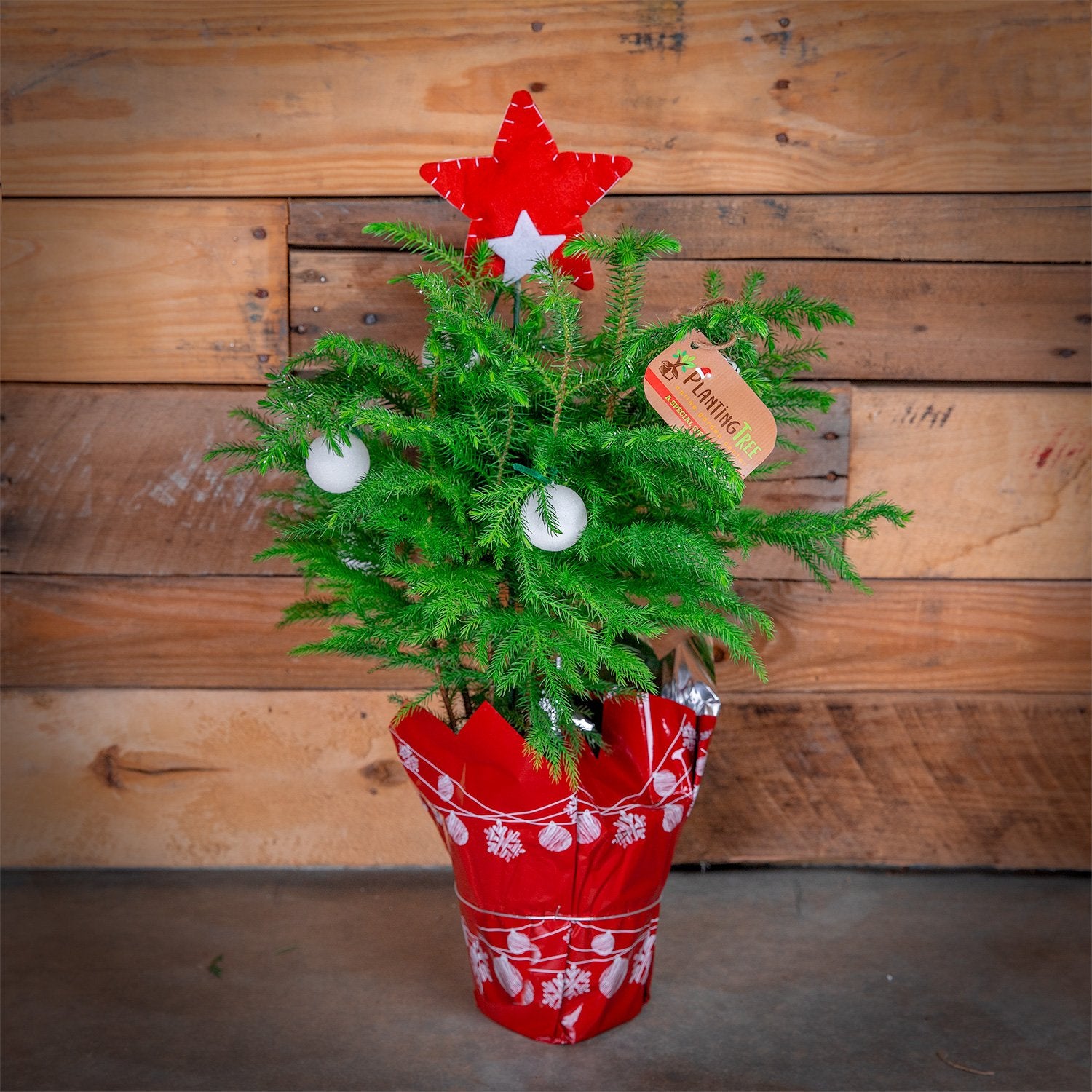 Mini Christmas Tree | Norfolk Island Pine