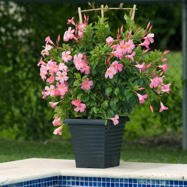 indoor vine plant with pink flowers Pink Mandevilla Vine