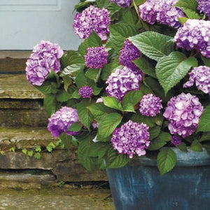 Bloomstruck Hydrangea