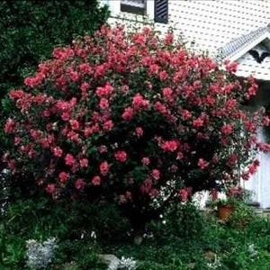 Double Red Rose of Sharon Tree