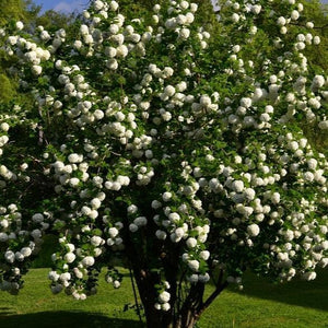Common Snowball Bush