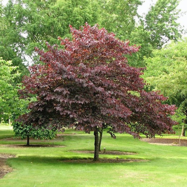 Newport Flowering Plum Tree - PlantingTree