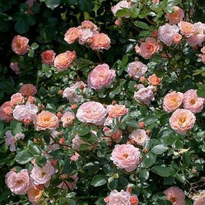 Apricot Drift Roses