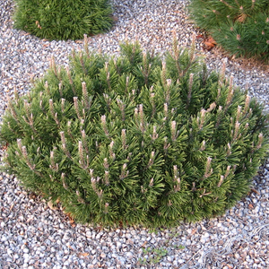 Slowmound Mugo Pine
