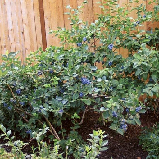 Toro Blueberry Bush