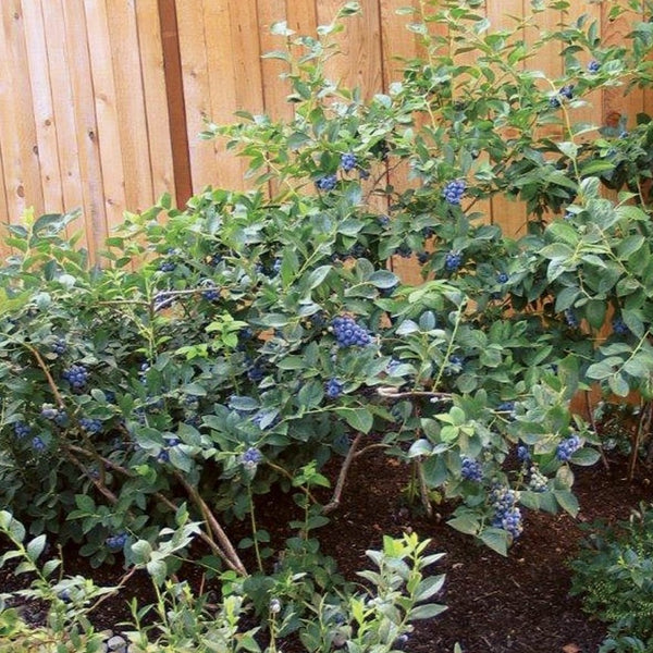 Toro Blueberry | Large Blueberries At Home