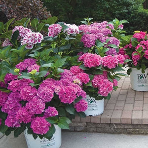 Cityline Paris Bigleaf Hydrangea