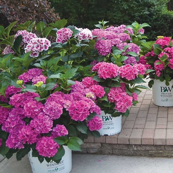 Cityline Paris Bigleaf Hydrangea