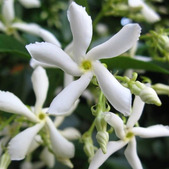 Jasmine flower