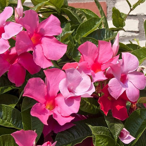 Pink Mandevilla Vine