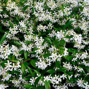 Star Jasmine