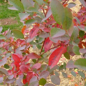 Brightwell Blueberry Bush