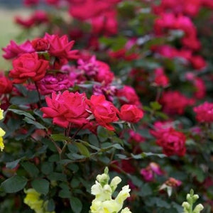 Red Double Knockout Rose
