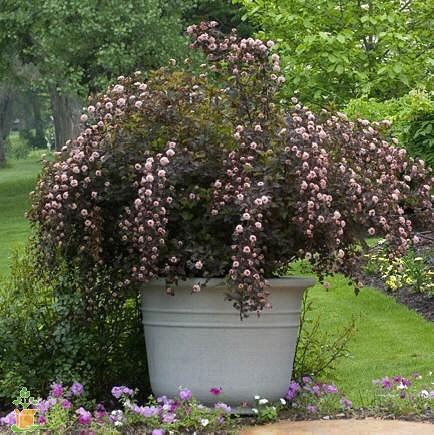 Image of Summer wine shrub plant in pot