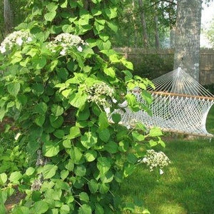 Barbara Ann Climbing Hydrangea Vine