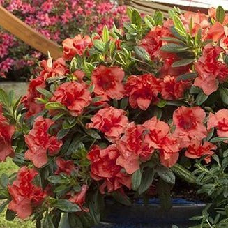 Autumn Embers™ Encore® Azalea
