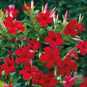 Mandevilla red deals