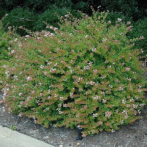 Rose Creek Abelia