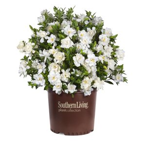 Jubilation Gardenia