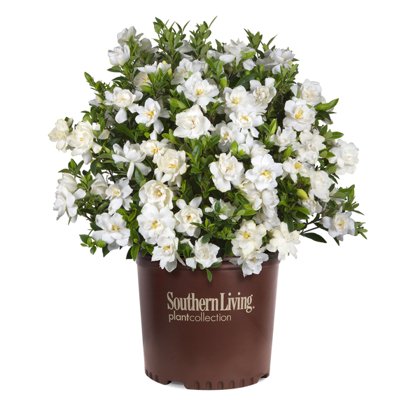 Jubilation Gardenia