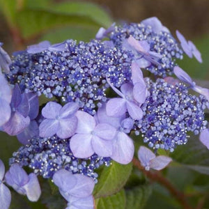 Endless Summer Twist-n-Shout Hydrangea