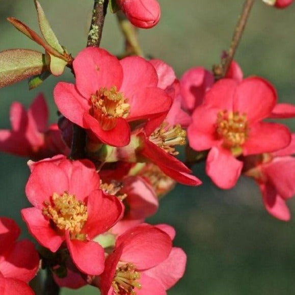 Red Flowering Quince