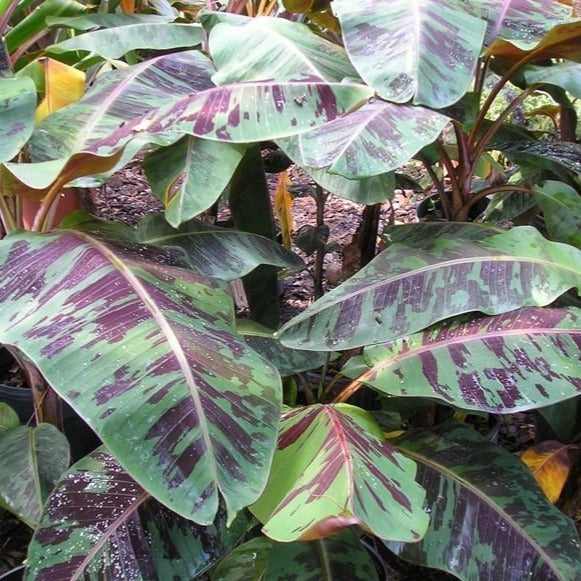 red banana elephant ear plant Rojo Red Banana
