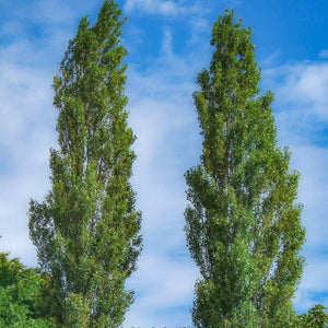 Lombardy Poplar