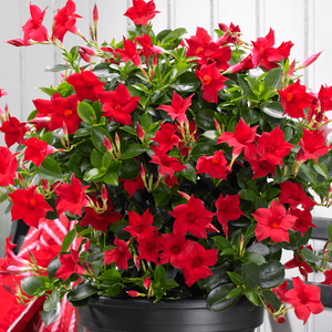 Red Mandevilla Vine