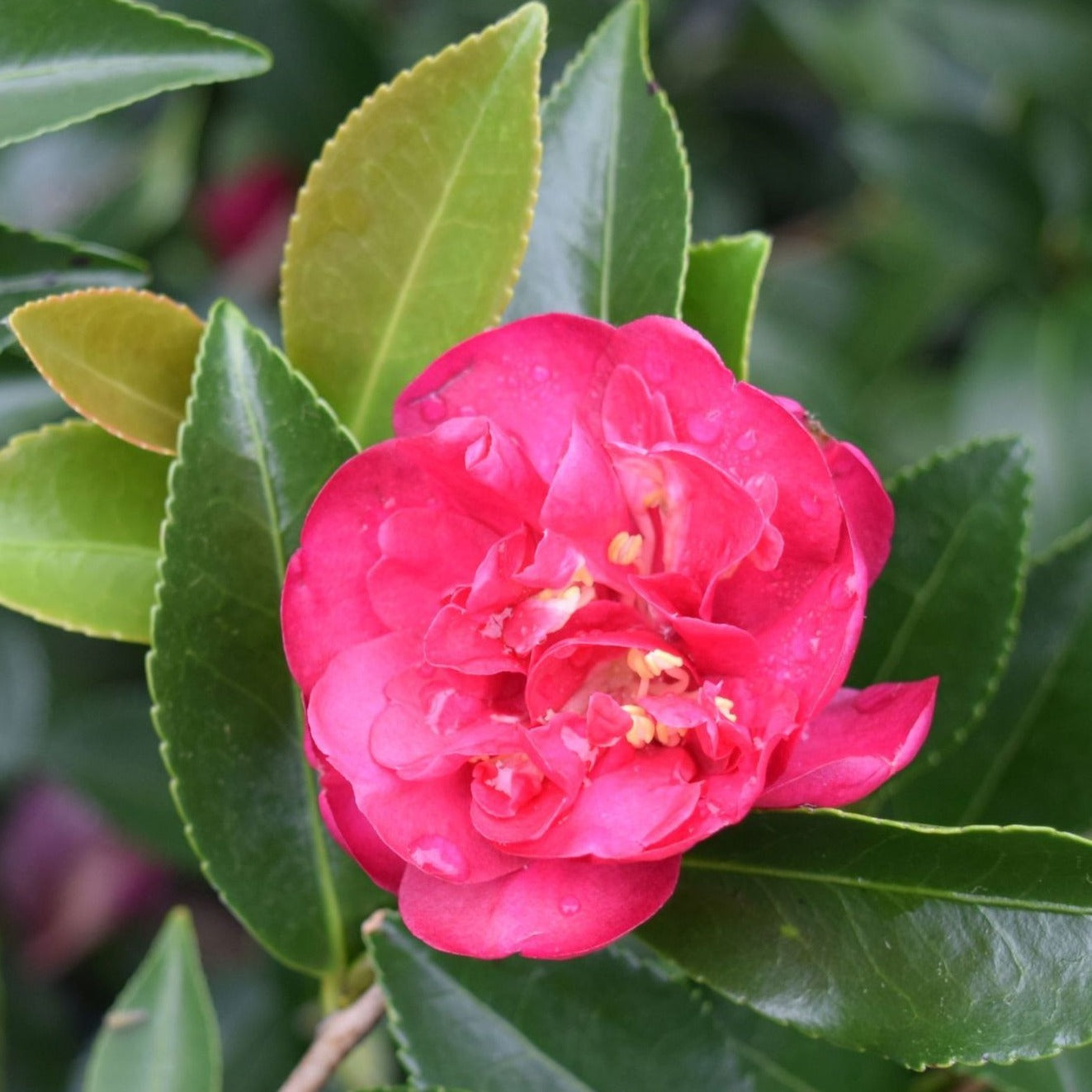 October Magic Rose Camellia | Red Camellia Blooms