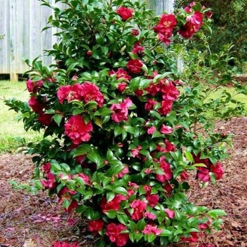October Magic Rose Camellia | Red Camellia Blooms