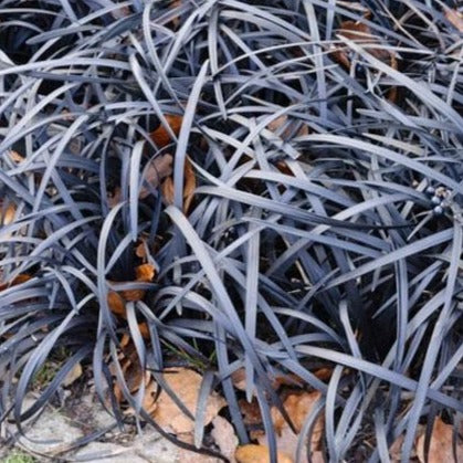 Black Mondo Grass